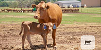 1 Reg. Fullblood Red Wagyu 1st-Calf Pair... Southwest OK