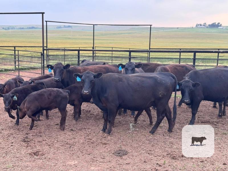 Cattle Range Listing Photo