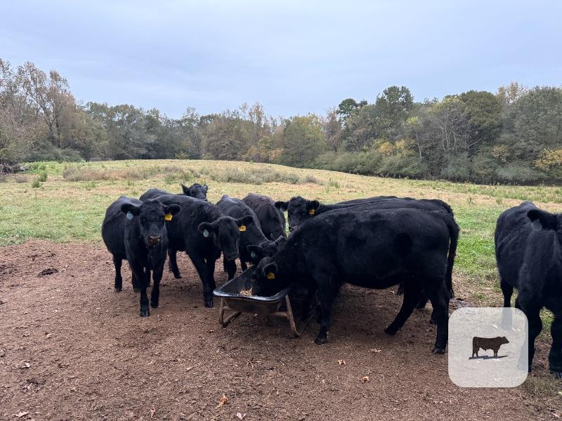 Cattle Range Listing Photo