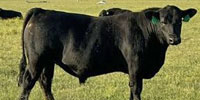 15 Reg. Angus Bulls... Northeast TX