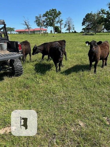 Cattle Range Listing Photo