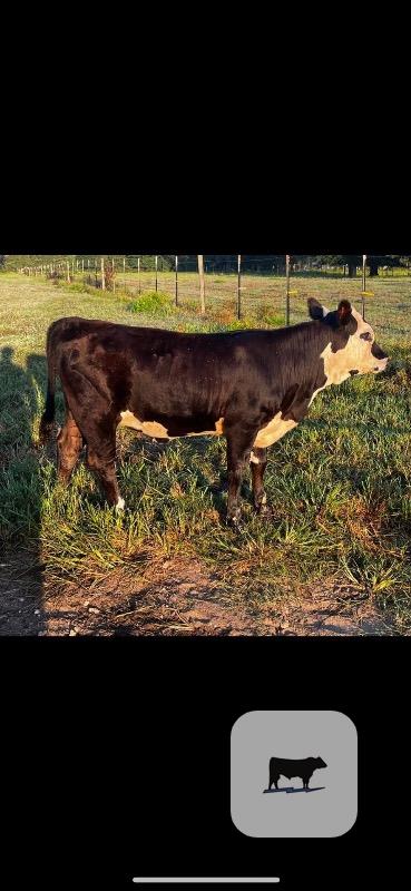 Cattle Range Listing Photo
