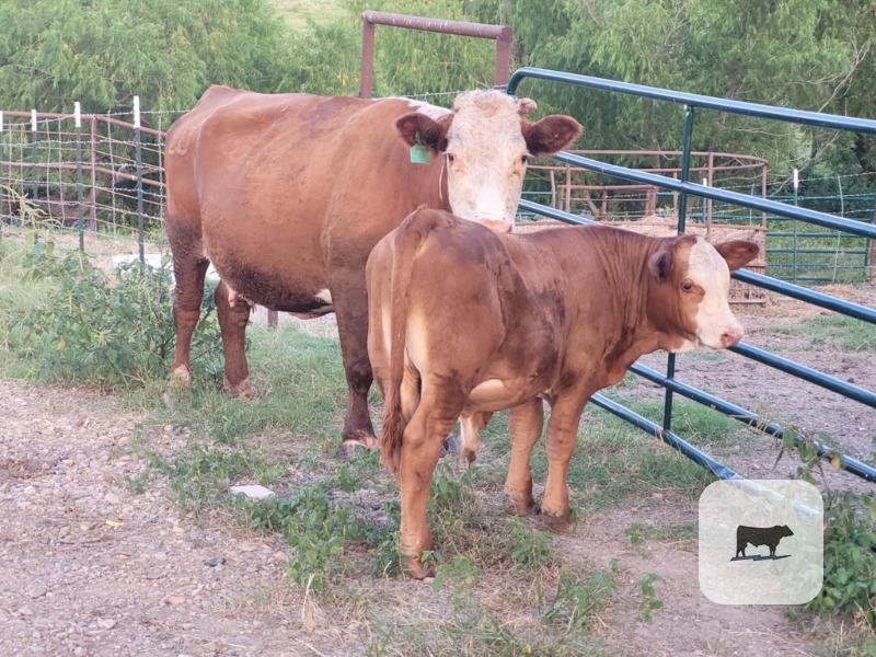 Cattle Range Listing Photo