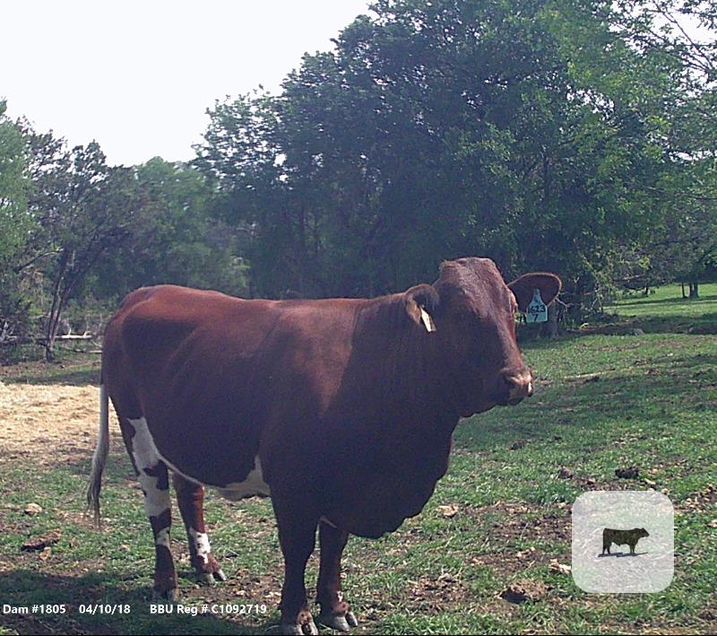 Cattle Range Listing Photo