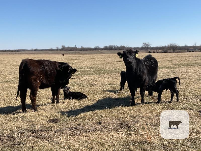 Cattle Range Listing Photo