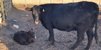 8 Angus 1st-Calf Pairs... S. Central IA