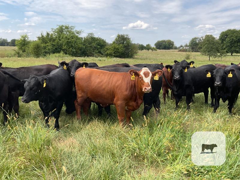 Cattle Range Listing Photo