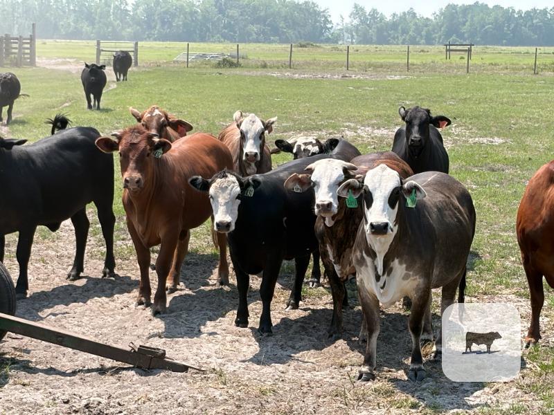 Cattle Range Listing Photo
