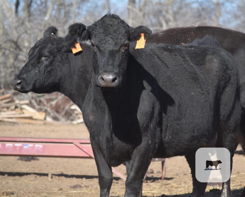 Cattle Range Listing Photo