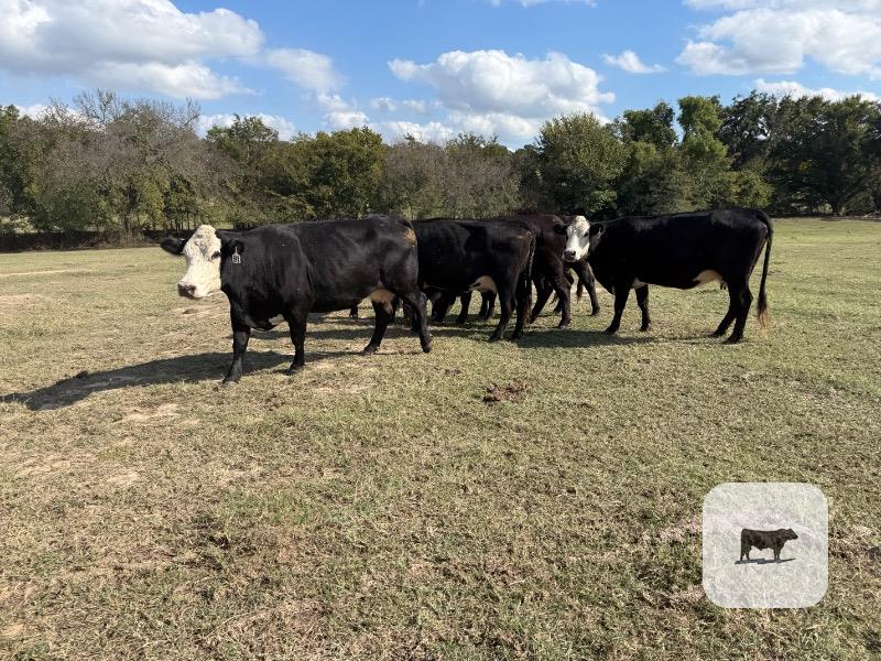 Cattle Range Listing Photo 2