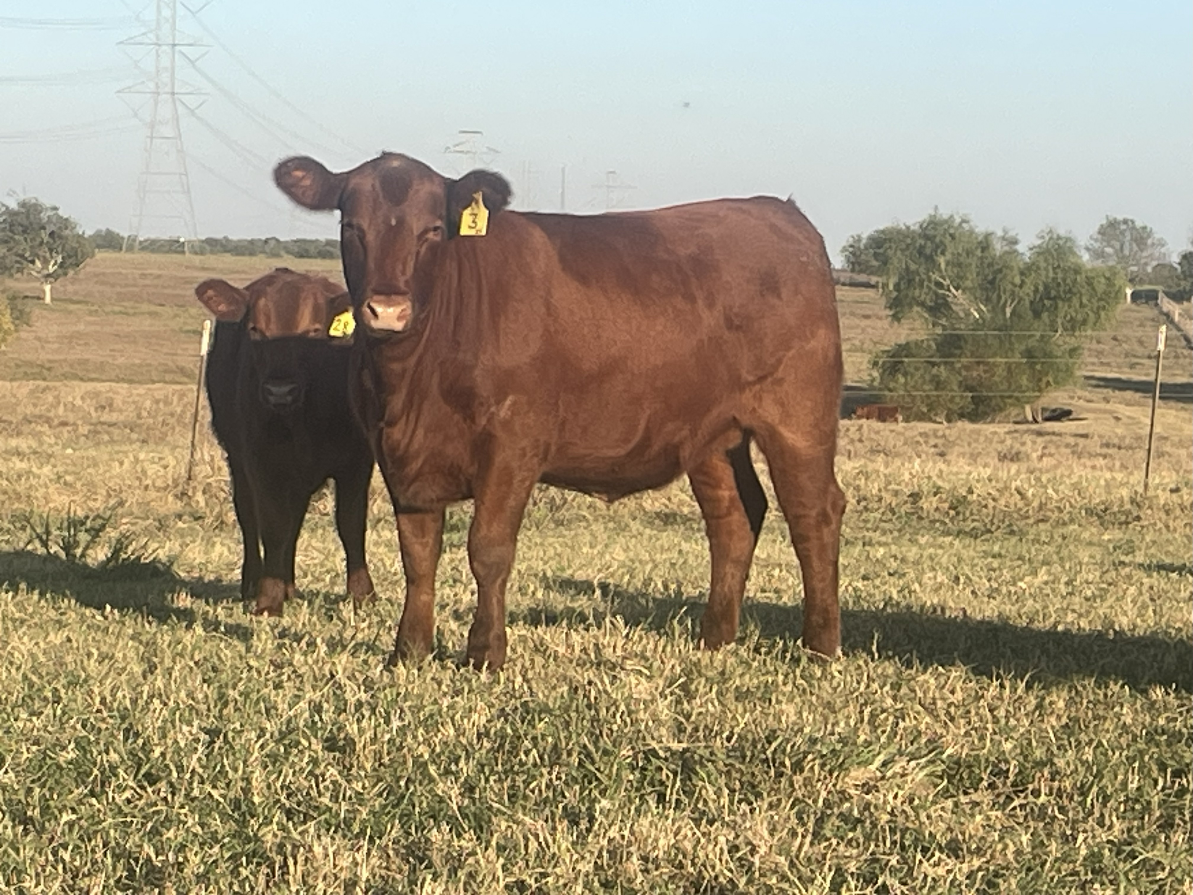 Cattle Range Listing Photo