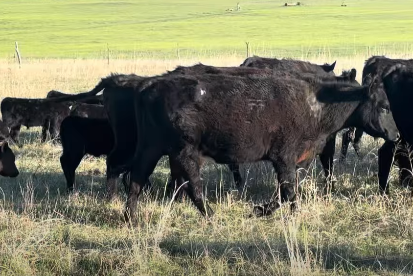 Cattle Range Listing Photo