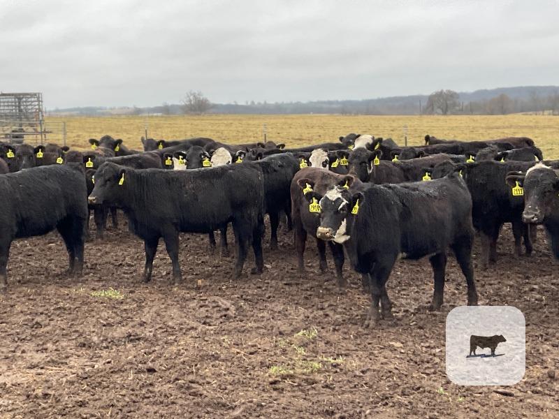 Cattle Range Listing Photo