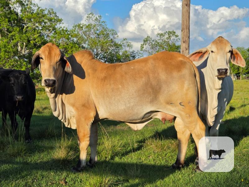 Cattle Range Listing Photo