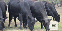 90 Angus Cows... E. Central OK