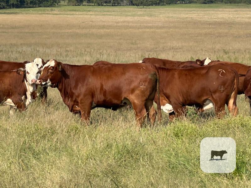 Cattle Range Listing Photo