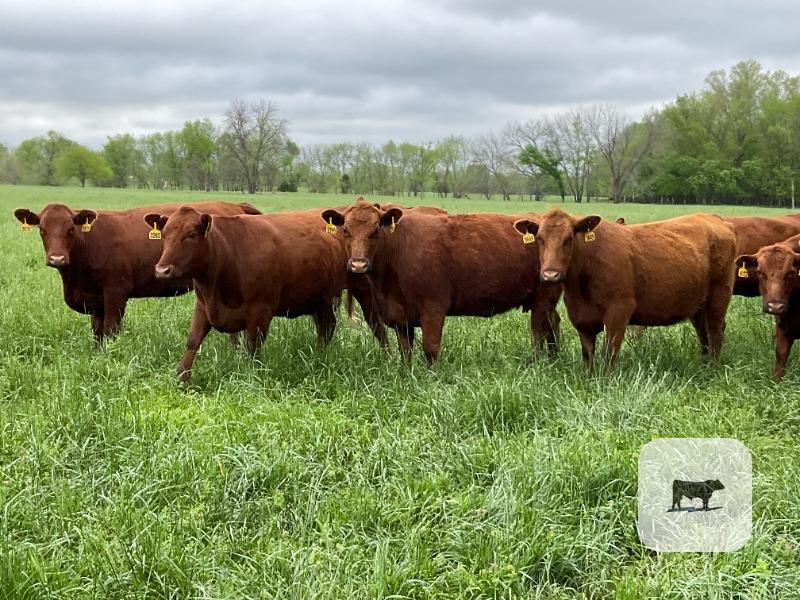 Cattle Range Listing Photo