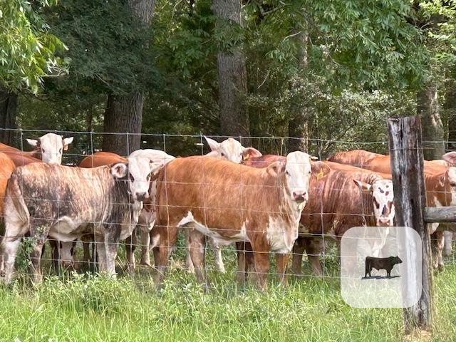 Cattle Range Listing Photo
