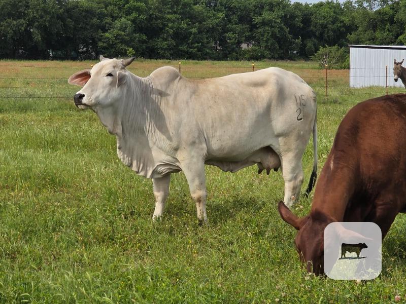 Cattle Range Listing Photo