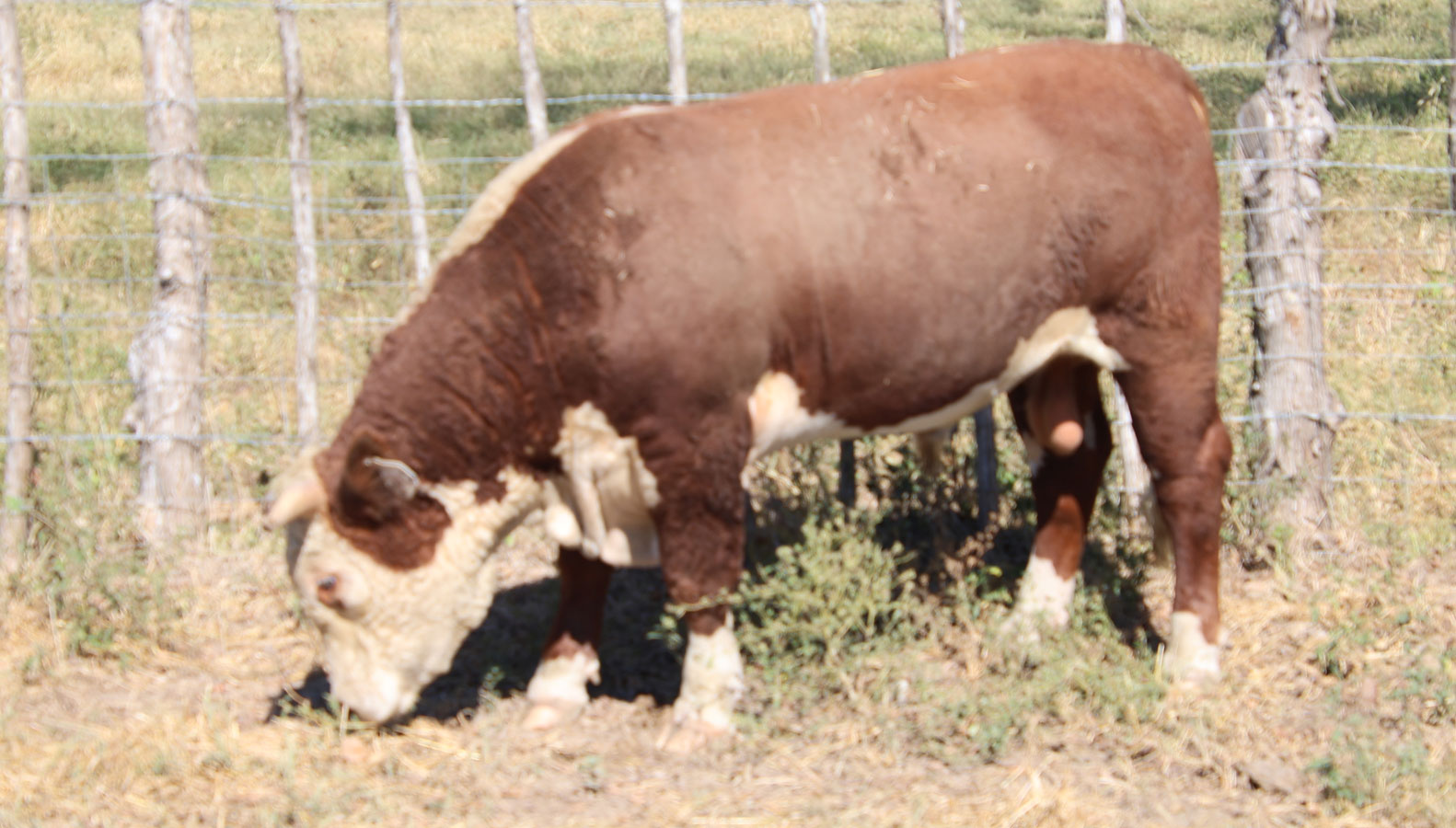 Cattle Range Listing Photo