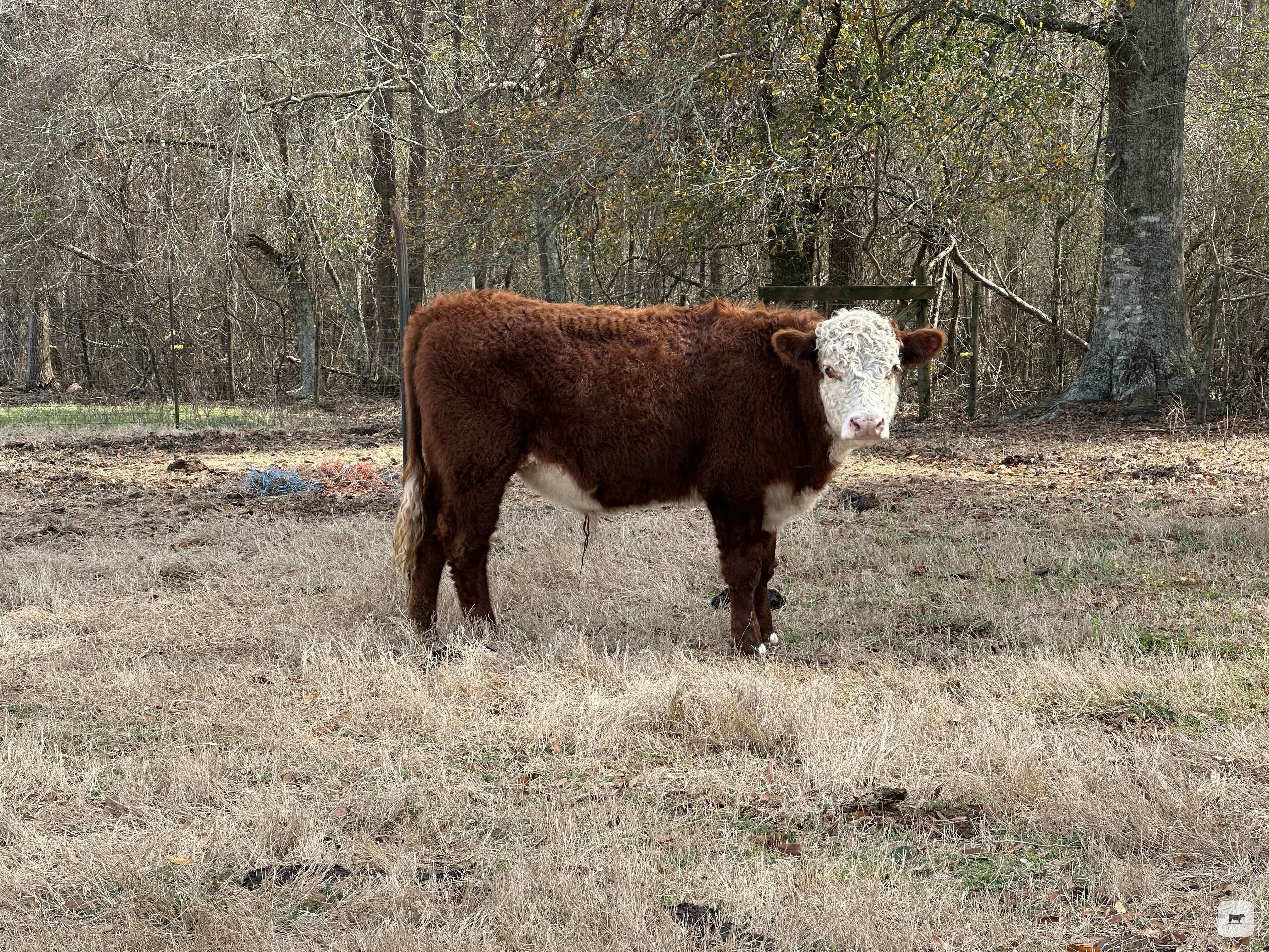 Cattle Range Listing Photo