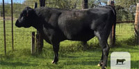 1 Fullblood  Reg. Wagyu Bull... S. Central TX