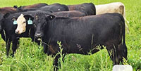 40 SimAngus Rep. Heifers... Southwest MI