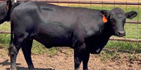 11 Angus/Brangus Rep. Heifers... N. Central LA