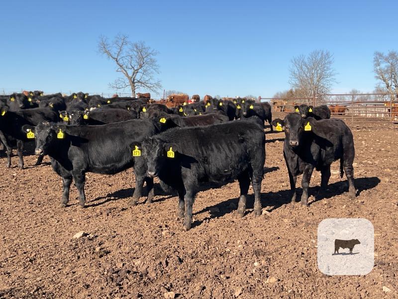 Cattle Range Listing Photo