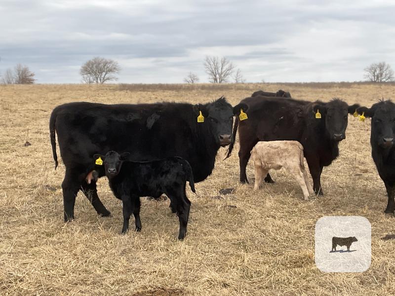 Cattle Range Listing Photo
