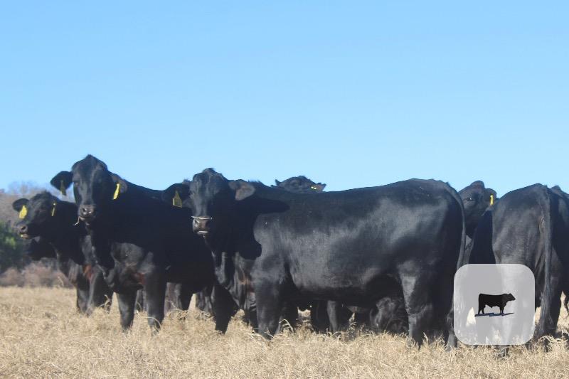 Cattle Range Listing Photo