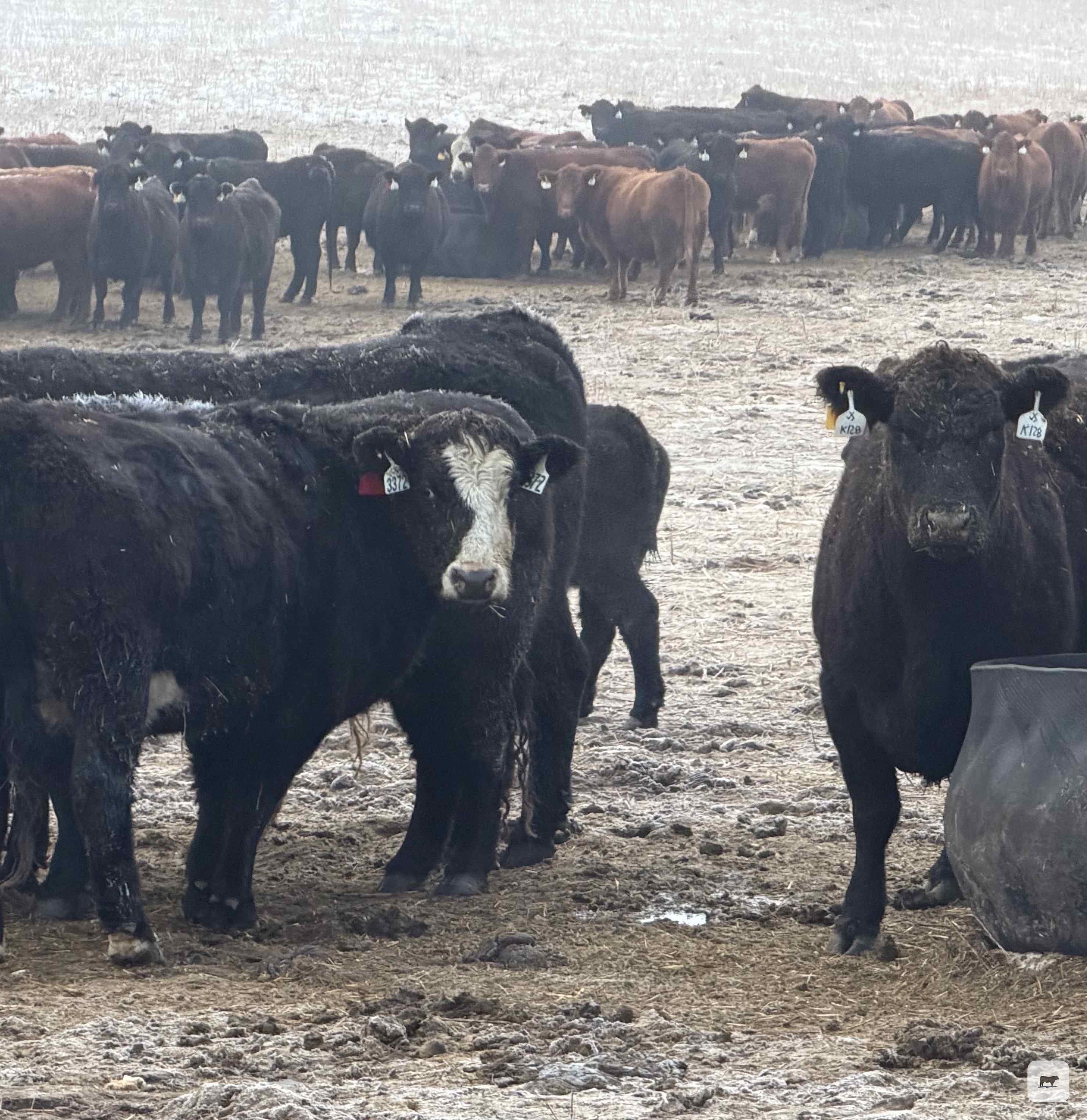 Cattle Range Listing Photo