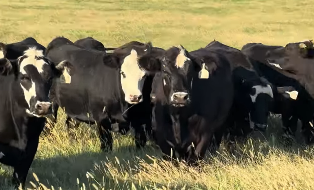 Cattle Range Listing Photo 2