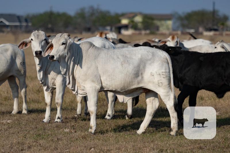 Cattle Range Listing Photo