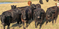 50 Angus, Red Angus & Charolais Cross Cows... W. Central TX