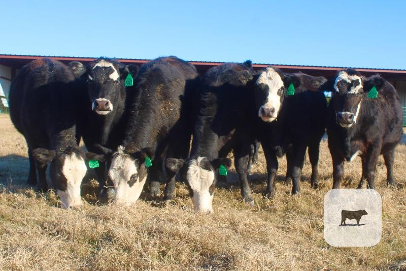 Cattle Range Listing Photo