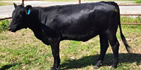 10 Angus Rep. Heifers... Central OK