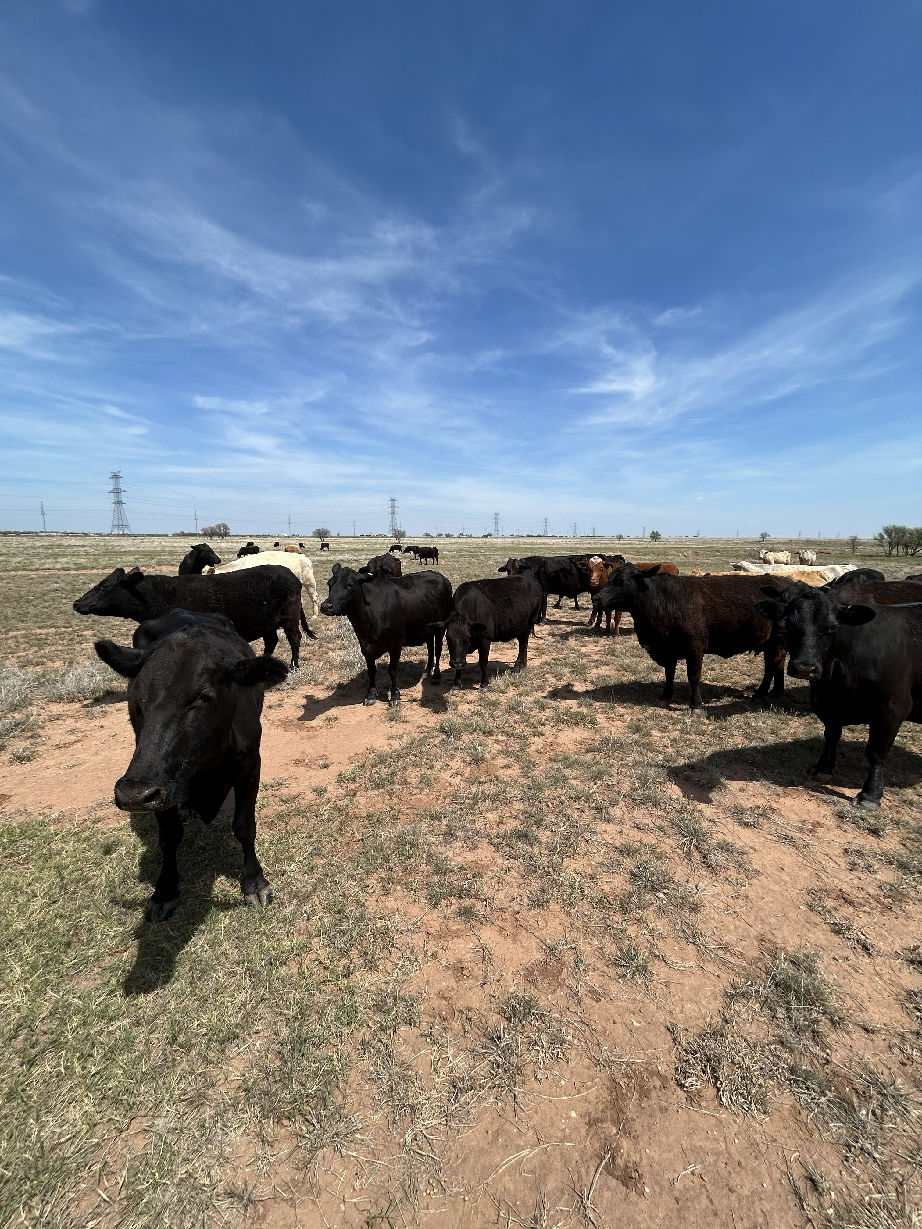 Cattle Range Listing Photo