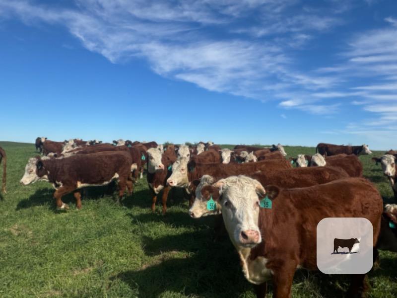 Cattle Range Listing Photo 3