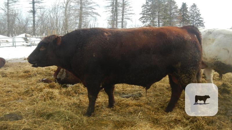 Cattle Range Listing Photo