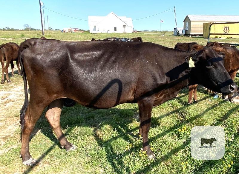 Cattle Range Listing Photo