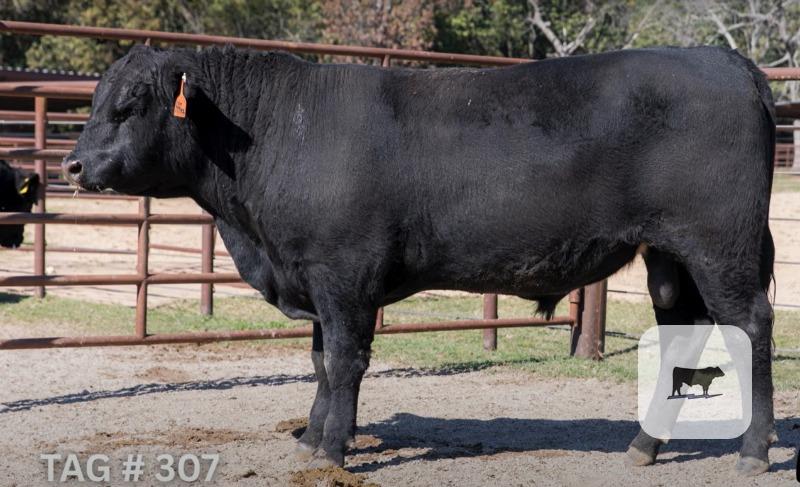 Cattle Range Listing Photo