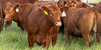 30 Red Angus Bred Heifers ~ BVD-PI Neg... North TX