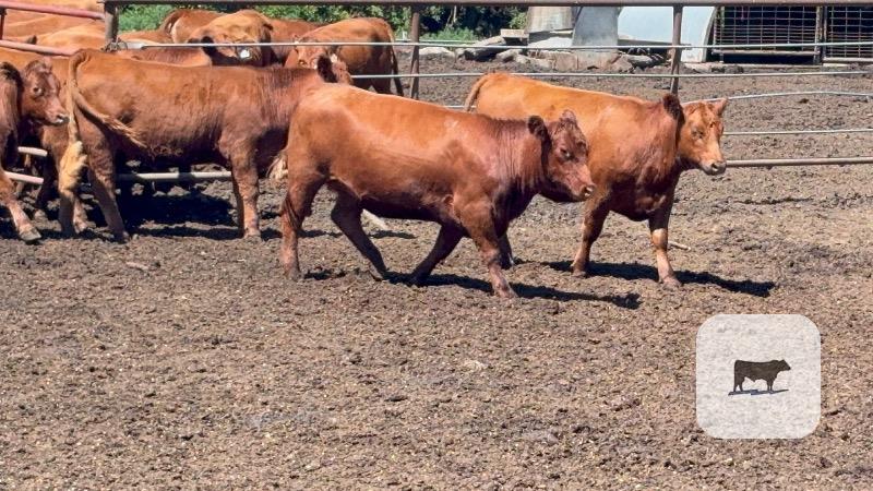 Cattle Range Listing Photo