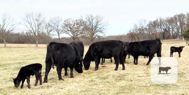 Cattle Range Listing Photo