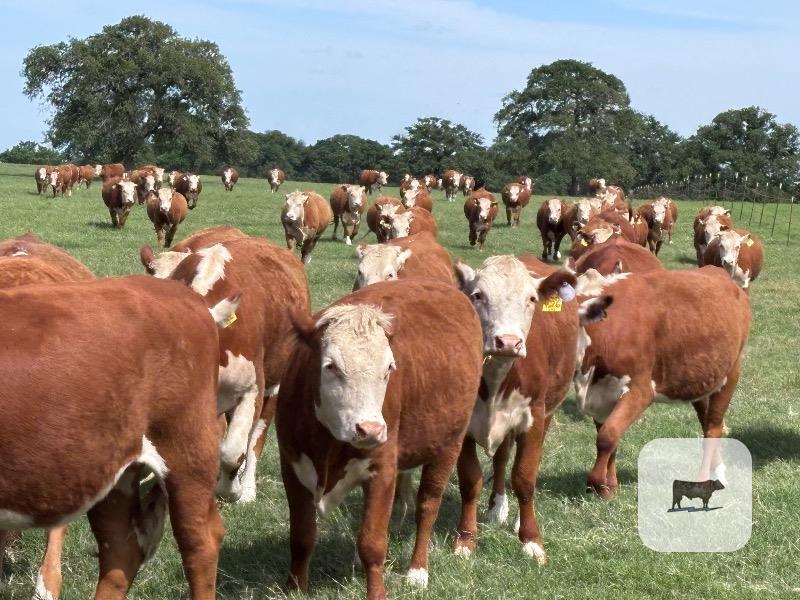 Cattle Range Listing Photo