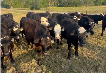 Cattle Range Listing Photo