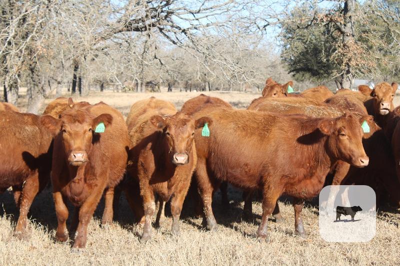 Cattle Range Listing Photo