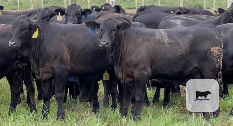 Cattle Range Listing Photo