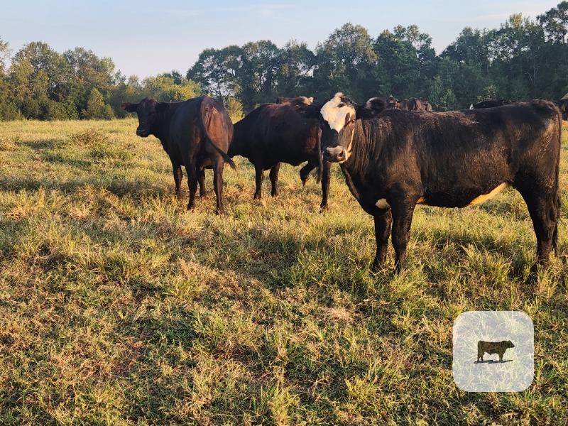 Cattle Range Listing Photo